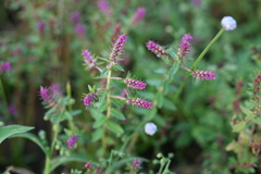 Rotala densiflora